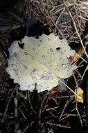 white leaf alder