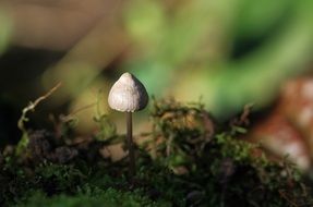 mushroom in green moss nature forest