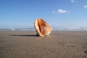 giant shell on the ocean