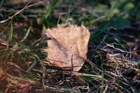lonely dry Leaf Autumn closeup