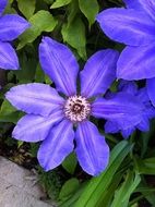 Purple clematis flowers blossom