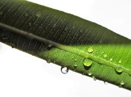 leaf of a oleander in drops of water close-up