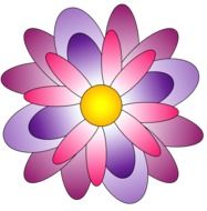 Colour pink flower