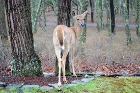 Deer Woodland
