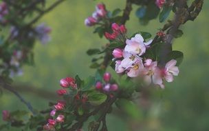 Pink apple tree flowers at blurred green background