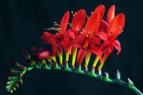 Crocosmia is a plant of the genus iris