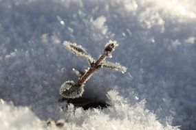 picturesque Frost Snow Plant