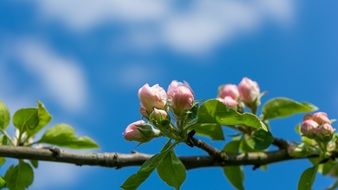 Close up picture of pink flowers on a brach