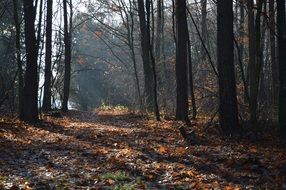 autumn leaves on the ground among forest trees