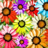 variety of colorful gerberas in the picture