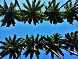 Beautiful green palm trees at blue sky background in Rio De Janeiro, Brazil