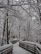 winter wonderland in the forest