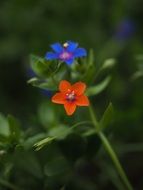blue and yellow pimpernel flowers