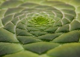 Succulent Dish