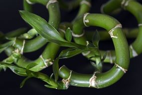 twisted bamboo stalks