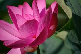pink fresh plant flowers macro view