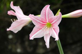 pink lily on a stem close up