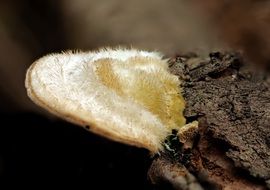 tree mushroom on the bark close-up