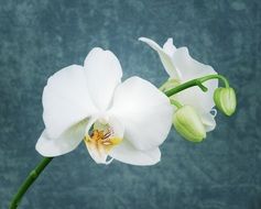 White orchid flowers blossom in spring