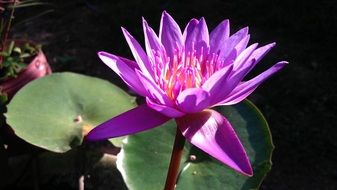 Beautiful purple waterlily