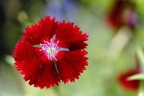 red flower with pointed petals on a blurred background