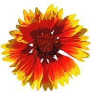 Drawn beautiful orange and red flowerhead at white background