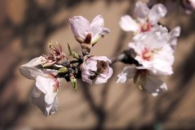 romantic flowering of a tree with pink blossoms