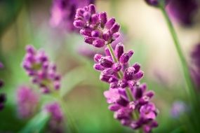 closeup of lavender flowers on blurred background