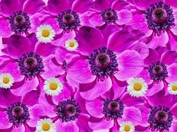 Flowers Anemone Poppy Collage