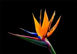 colorful Flower Plant bloom