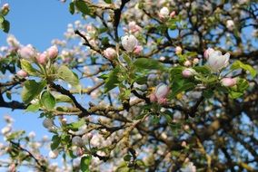 apple tree in spring blossom close-up