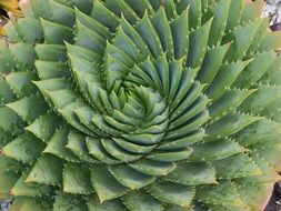 twisted cactus leaves