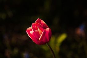 red tulip on a stalk on a blurry background close up