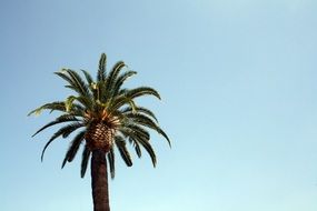 palm tree with coconuts on blue sky background