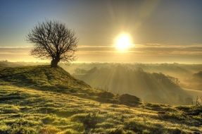 tree on a hill at sunrise