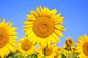 field with sunflowers on a clear sunny day close up