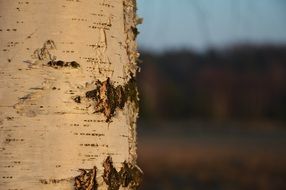 beauty Birch Tree