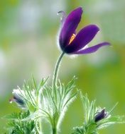 Beautiful violet pulsatilla pasque flowers at blurred background