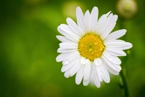 white daisy in drops of water closeup