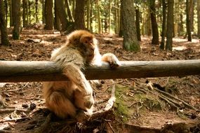 furry monkey in the forest
