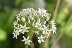 white garlic flowerheads