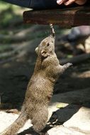 squirrel stands on the ground in the forest