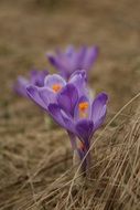 purple crocuses in dry grass