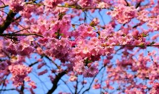 Japanese Cherry Blossom smell