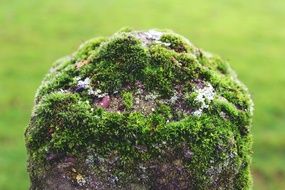 stone covered by the green moss close-up on blurred background