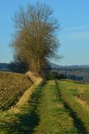 lane between fields