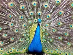 peacock with a chic colorful tail