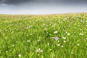 wild meadow in spring
