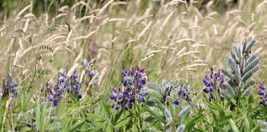 Wildflowers Lupine