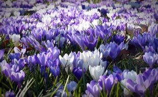 colorful Crocus Garden Flowers field